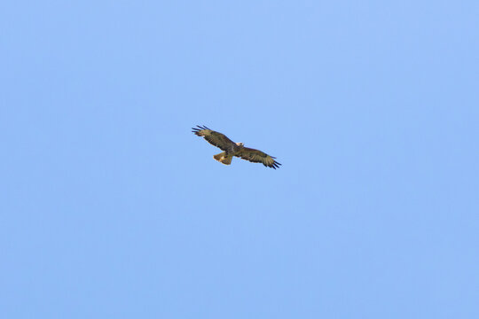 Common Buzzard gliding peacefully in clear blue sky, England, UK