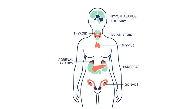 Medical vector illustration showing the human female endocrine system and major hormone glands with text labels on a white background.