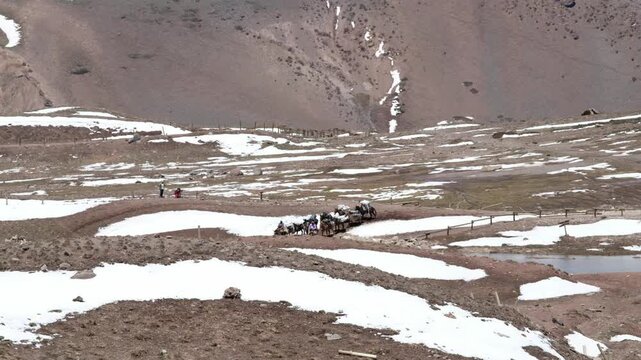 Horses caravan travel across a snowy trail at Aconcagua Park in Argentina. Majestic mountain landscape and adventure. Travel content