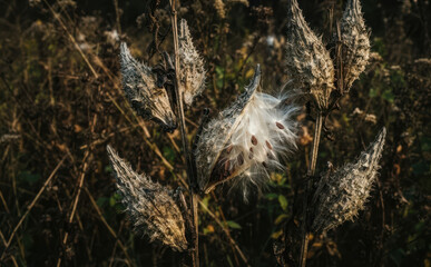 Obraz premium Dry milkweed seed pods bursting open with silky floss and brown seeds in a rustic autumn field close up nature view
