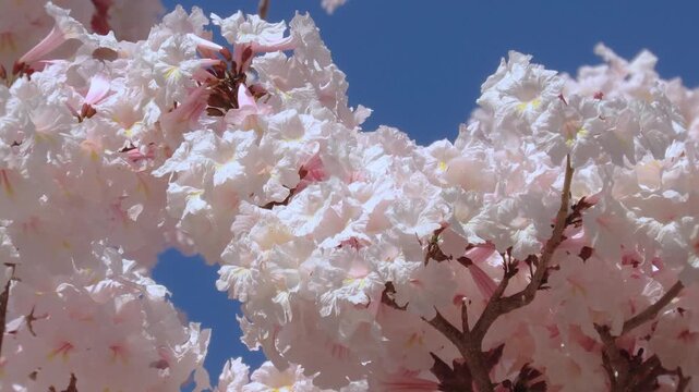 Close-up of a white ipe branch in full bloom.