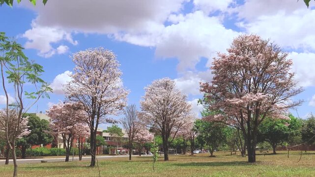 Blooming ip&ecirc; trees swaying gently in the wind under a blue sky in Bras&iacute;lia.