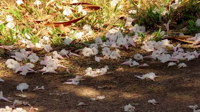 White ip&ecirc; flowers forming a carpet on the sidewalk with morning sunbeams in Bras&iacute;lia.
