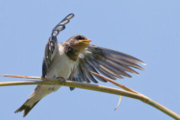 飛ぶ練習をする巣立ちしたツバメ(Barn Swallow)の幼鳥