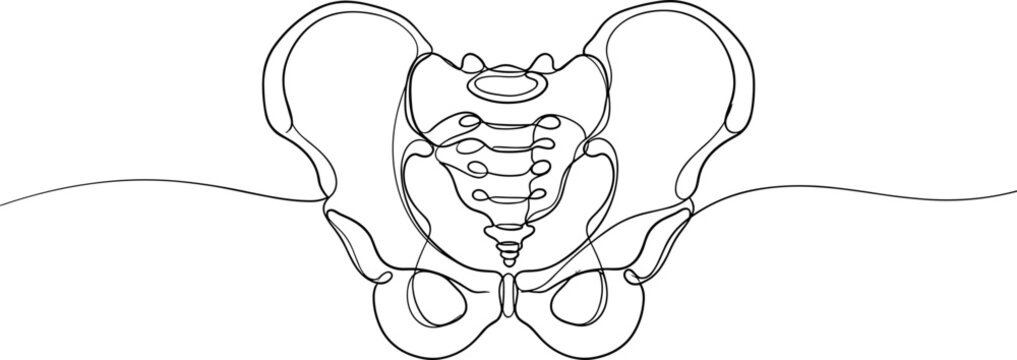 Continuous line art of human pelvis skeleton anatomical illustration.