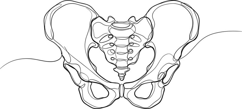 Continuous line drawing of human pelvis and sacrum bones.