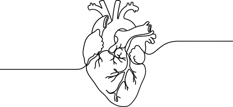Continuous line drawing of an anatomical human heart with branching blood vessels and extended horizontal lines.