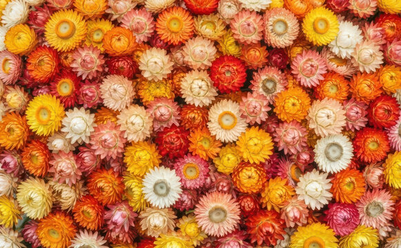 Vibrant strawflower background with a colorful assortment of dried botanical elements for floral design and rustic craft projects