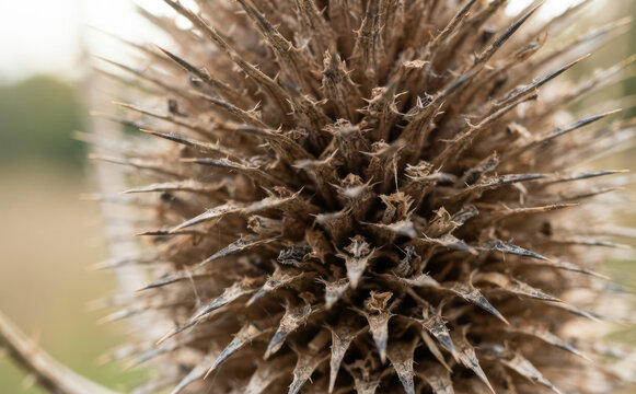 Macro close-up of a dried teasel seed head showing sharp prickly spikes and natural textures for abstract nature designs and botanical backgrounds