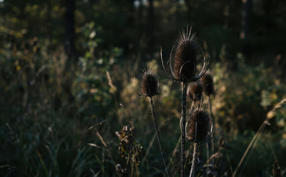 Dry wild teasel seed heads standing tall in a gloomy autumn meadow backlit by evening sun, rustic nature background for seasonal design and moody botanical concepts