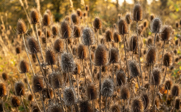 Dry wild teasel seed heads standing tall in a golden autumn meadow, perfect for natural rustic seasonal background designs and rustic autumn decor concepts.