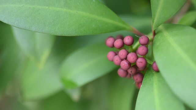 Ardisia polycephala red fruits on natural background.