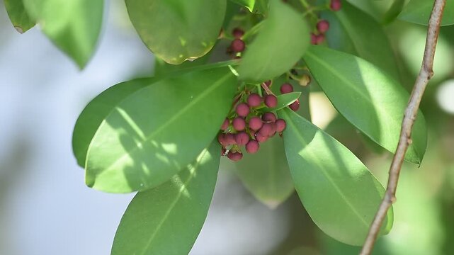 Ardisia polycephala red fruits on natural background.
