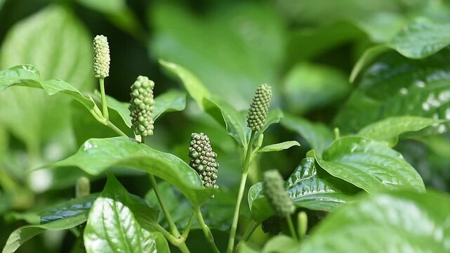 Wildbetal leaf bush or Piper sarmentosum Roxb. branch green leaves and trees on natural background.