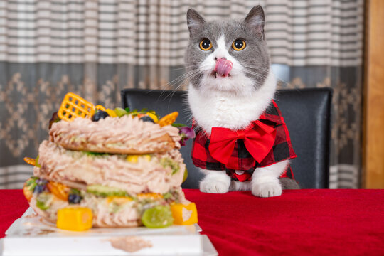 a cute British shorthair cat in red plaid outfit licking lips beside a layered pet birthday cake
