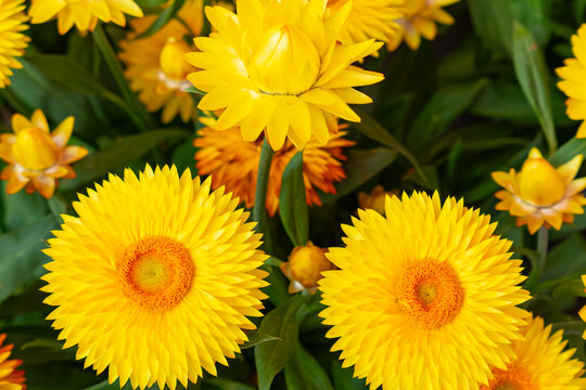 Bright yellow strawflowers in full bloom with vibrant orange centers and lush green foliage