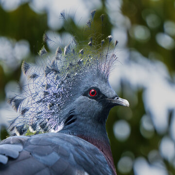 Victoria crowned pigeon (Goura victoria), large, ground-dwelling pigeons native to the New Guinea region