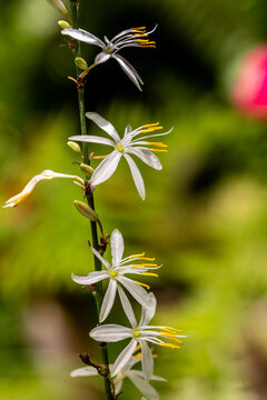 Chlorophytum comosum (commonly called Spider Plant, spider ivy, airplane plant,ribbon plant, hen and chicks)