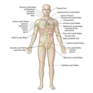 Human anatomical diagram showing major muscle groups with labels