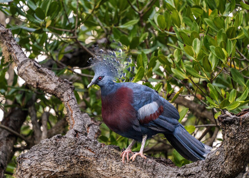 Victoria crowned pigeon (Goura victoria), large, ground-dwelling pigeons native to the New Guinea region