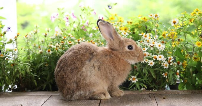 Baby bunny easter fluffy rabbit eating food, grass, on green garden nature flowers background on sunny day, Lovely mammal with bright eyes in nature life. Symbol of easter day.