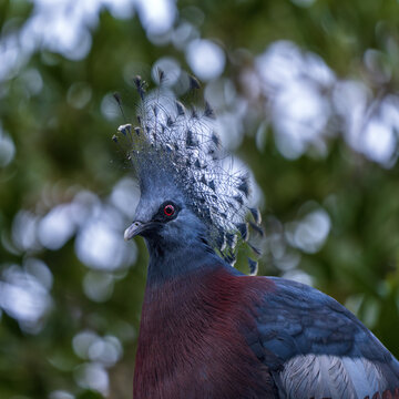 Victoria crowned pigeon (Goura victoria), large, ground-dwelling pigeons native to the New Guinea region