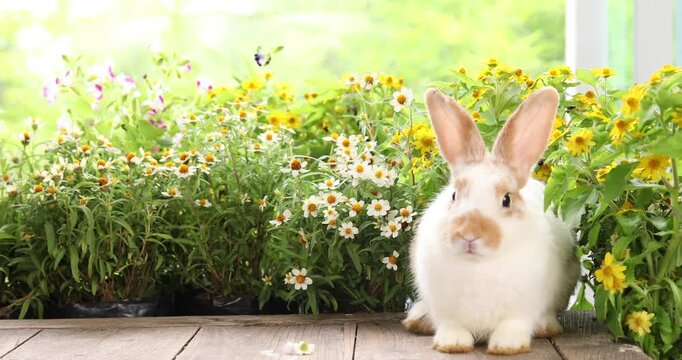 Baby bunny easter fluffy rabbit eating food, grass, on green garden nature flowers background on sunny day, Lovely mammal with bright eyes in nature life. Symbol of easter day.