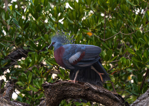 Victoria crowned pigeon (Goura victoria), large, ground-dwelling pigeons native to the New Guinea region