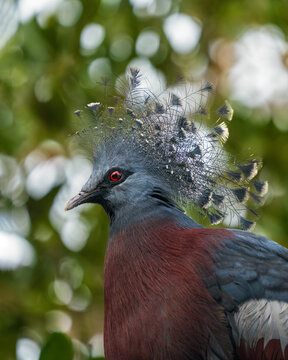 Victoria crowned pigeon (Goura victoria), large, ground-dwelling pigeons native to the New Guinea region