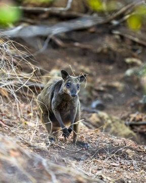 Agile Wallaby, Notamacropus agilis, a small macropod marsupial in Loloata Island of Papua New Guinea, an introduced species