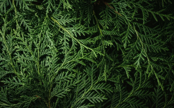 Dark green cedar branches background texture for nature designs and organic patterns