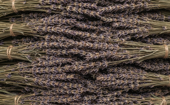 Dried lavender bunches arranged in rows for herbal therapy and aromatherapy, beautiful rustic background pattern representing relaxation, nature, and organic wellness