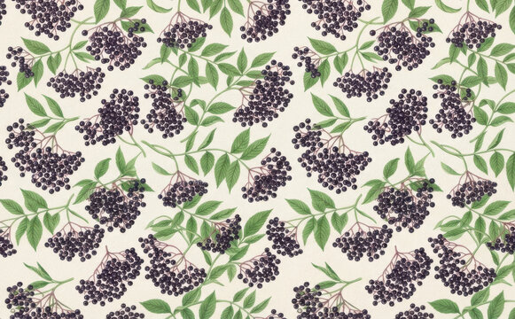 Elderberry seamless pattern botanical vector illustration with dark berries and green leaves for textile design and nature prints