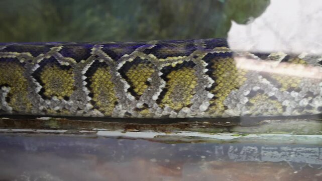 Wild and exotic animals in a zoo