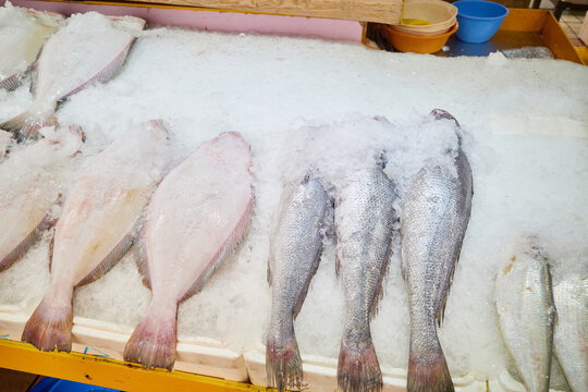 Premium chilled raw flatfish and croaker displayed on crushed ice at an authentic coastal marketplace This candid scene provides ideal visual context for regional culinary tourism and fishery media