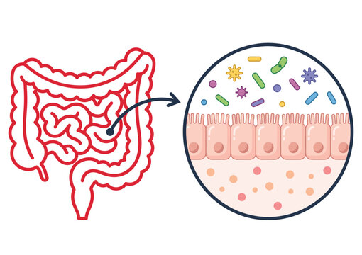 Gut Microbiome Anatomy Diagram Showing Intestinal Bacteria and Intestinal Epithelial Barrier