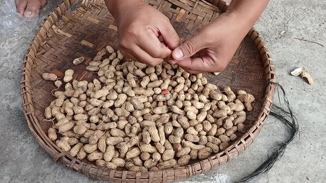 human hands peeling raw peanuts manually on a traditional woven bamboo tray (tampah)