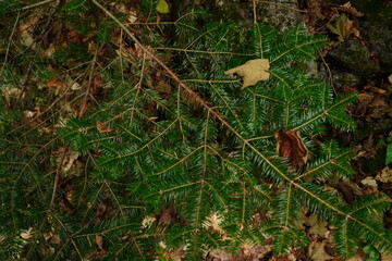 Close-up overhead view of green coniferous branches and brown fallen leaves on a forest floor depicting natural textures and seasonal transition © 1975boomerang