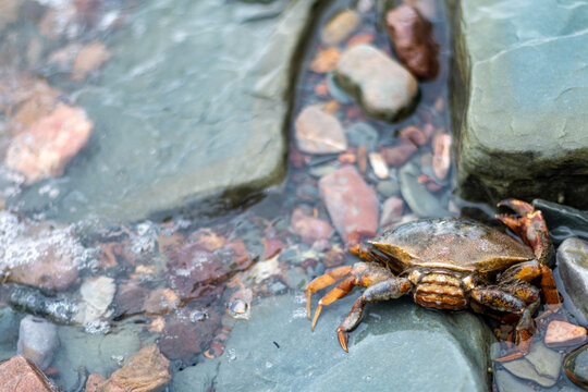 Quebec, Canada, 31 July 2026 : A crab rests on wet rocks in shallow water with pebbles visible on the shore.