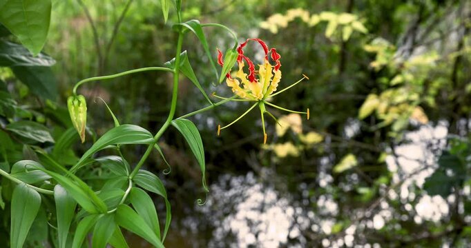Stunning close-up of exotic Gloriosa superba (Flame Lily) blossom, showcasing vivid red and yellow petals in a lush green environment.