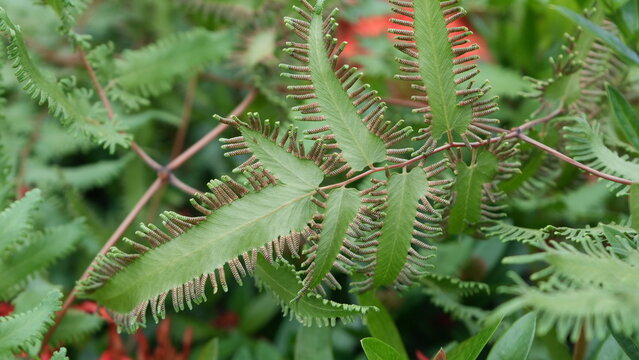 Cretan Brake Fern Lush Green Foliage Macro Shot