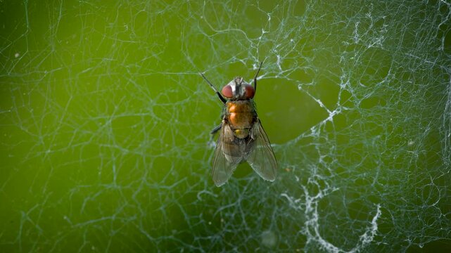 Fly Trapped in Spider Web Struggling to Escape