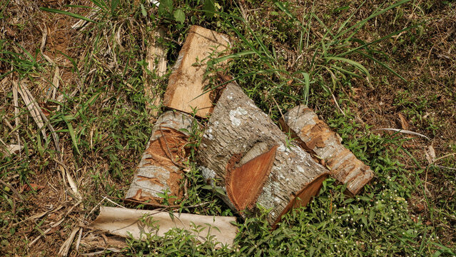 A felled raw coconut tree trunk and wood scraps lie scattered on the ground amidst wild green foliage.