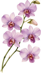 Obraz premium Lavender purple orchid spray curving with soft buds