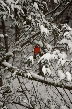 Northern cardinal in snowy evergreen thicket winter