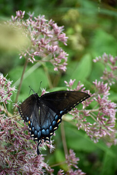 Dark swallowtail open wings electric blue hindwing