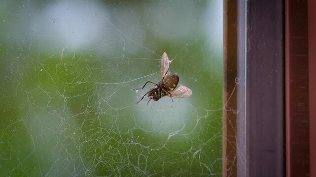 Trapped Fly Struggling to Break Free from Spider Web