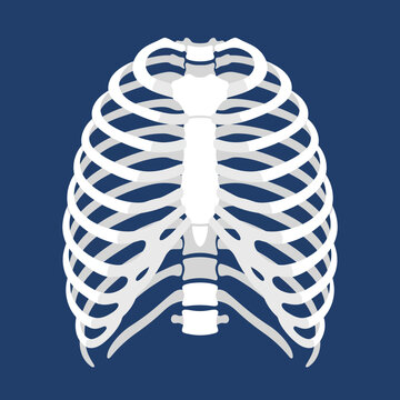 Human Rib Cage Anatomy Illustration, Medical Science and Healthcare Concept