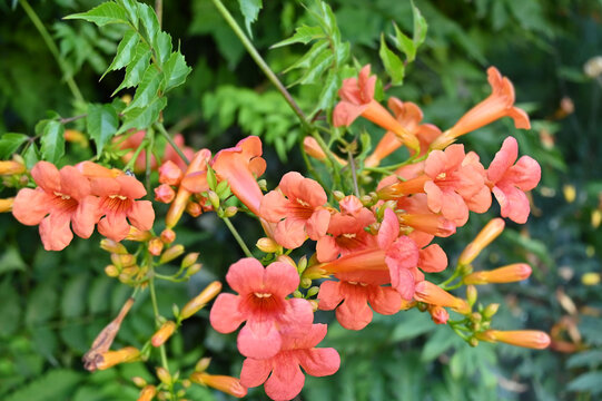 Red Campsis flower