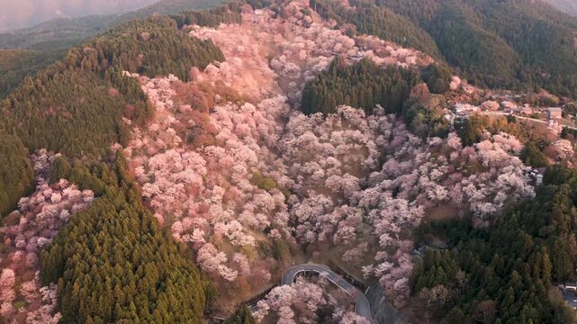 Drone shot lowering toward pink sakura cherry blossom trees on Mt Yoshino Japan during spring